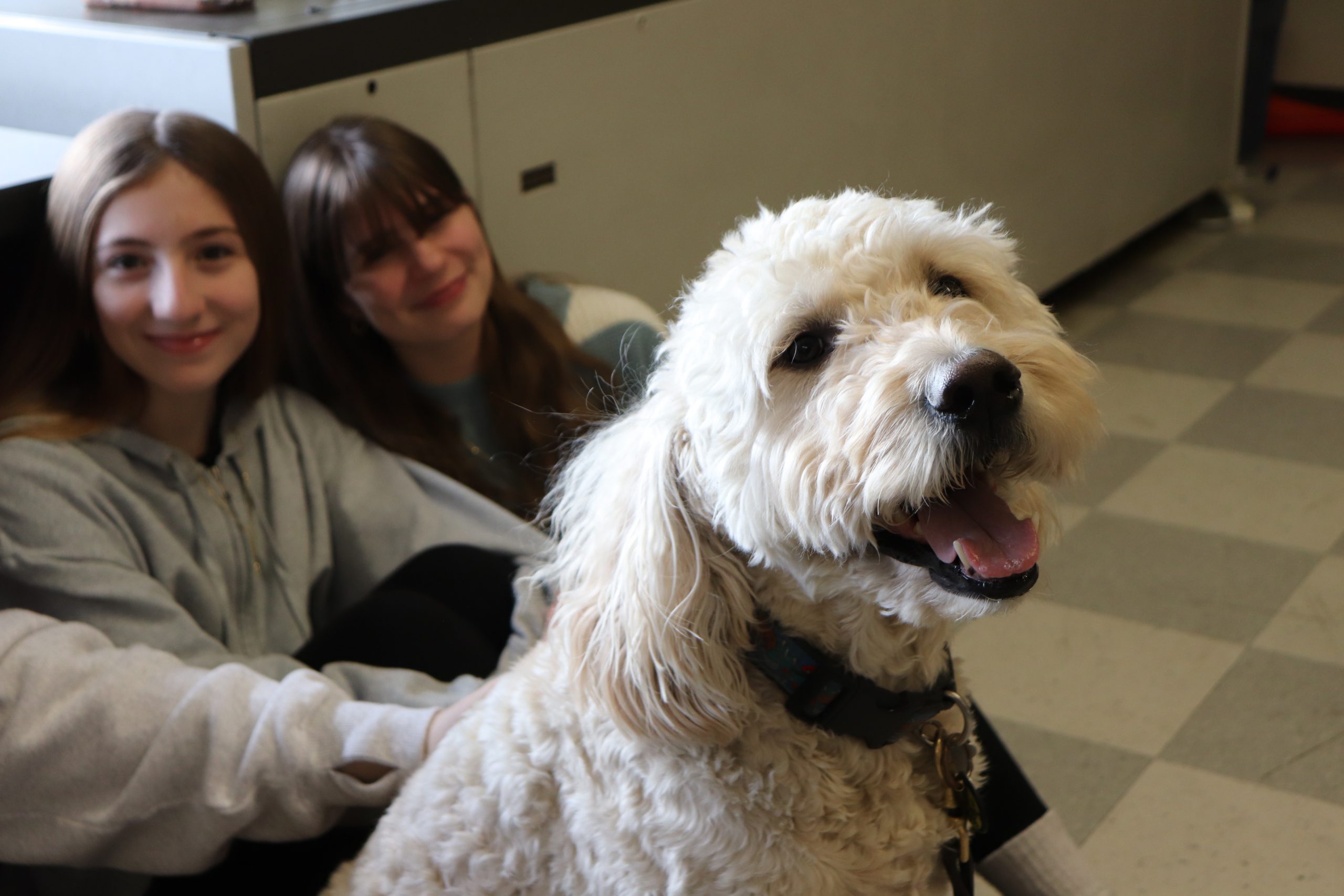 Therapy dogs bring comfort and connection to Mohonasen